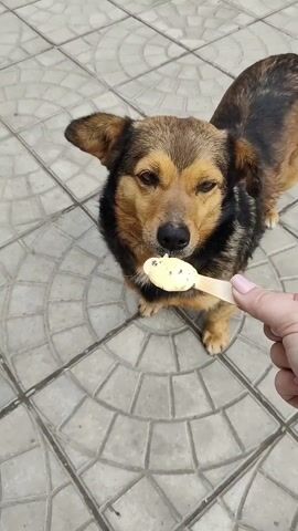 A medium, overhead shot shows a dog being fed something off a wooden spoon. The dog is medium-sized and standing on a tiled surface composed of gray square tiles with a circular pattern. The dog has brown fur on its back that fades to black around the neck. The dog's face is mostly brown. The dog is staring at the object in the spoon. The spoon is held by a fair-skinned hand with a pink manicure. There is yellow food with flecks of green on the spoon. The dog is eating the food from the spoon.