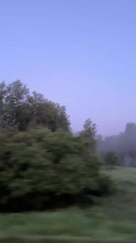 A side-view shot of trees and foliage moves past, blurred by motion. The sky above is a pale, clear blue. A white guardrail with red and white markings runs along the bottom of the frame, suggesting the perspective is from a vehicle traveling along a road.