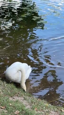 The video shows a body of water with lily pads and trees on the bank. Two white swans are present near the bank, with one dipping its head into the water. Several pigeons are also on the grassy bank near the swans. Two ducks swim in the background of the water. The scene appears to be a natural outdoor environment.