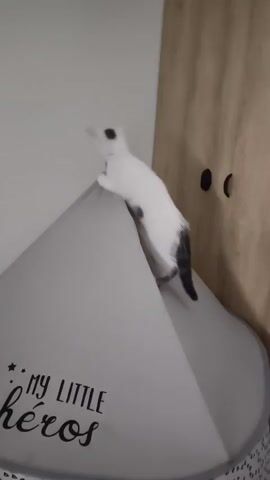 A white cat with dark markings on its head and tail climbs on top of a gray tent-like structure. The tent has the words "MY LITTLE HÉROS" printed on it in black lettering. The cat is in motion, with its body angled downward as it navigates the apex of the tent. The background is blurred but suggests an indoor environment with wooden cabinetry and a wall. The camera is also in motion, capturing the cat's playful ascent.