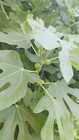 A close-up video of a fig tree branch shows several small, green figs growing amongst the large, green leaves. The camera pans slowly across the branch, focusing on the developing fruit. The leaves are broad and lobed, characteristic of a fig tree. Sunlight filters through the leaves, creating dappled light and shadow on the scene. The background is a blur of more green foliage, suggesting a dense canopy. No people or animals are visible.