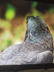 Vienna Wildlife Documentation Spans 46 Minutes Across Multiple Locations