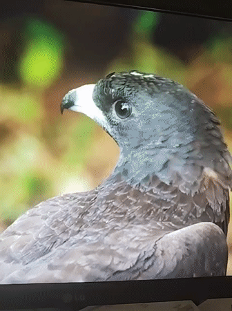 Vienna Wildlife Documentation Spans 46 Minutes Across Multiple Locations