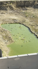 Seagulls gather at construction site water pit in Varna