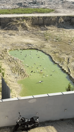 Seagulls gather at construction site water pit in Varna