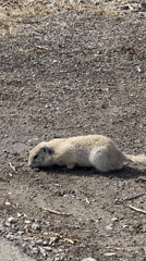 Ground squirrel spotted near forest edge in Krasnoyarsk