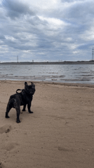 Beach outing with French Bulldog documented in Noviy, Russia