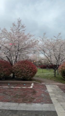 The video shows a park on a cloudy day. Several flowering cherry trees are in full bloom, with white and pink blossoms. Two round, dark red bushes are in the foreground. The ground is paved with red brick and grey stone, and scattered with fallen petals. Two yellow bicycles are lying on the ground. The grass is green and wet.