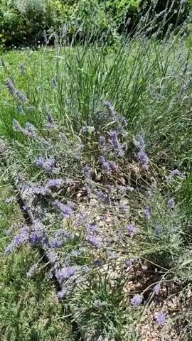 The video shows a close-up view of a lavender plant in a garden. The plant has numerous purple flowers and green foliage. A yellow butterfly is seen visiting the flowers. The background consists of more greenery and a patch of brown soil. The lighting suggests it is daytime, likely sunny. The camera is relatively still, with some slight movement.