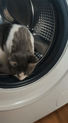 Cat found inside washing machine in Pomorie, Bulgaria