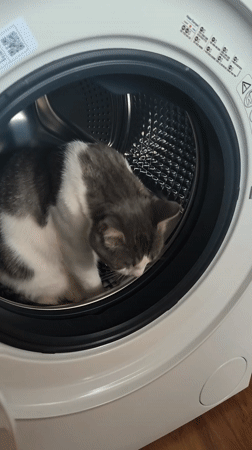 Cat found inside washing machine in Pomorie, Bulgaria