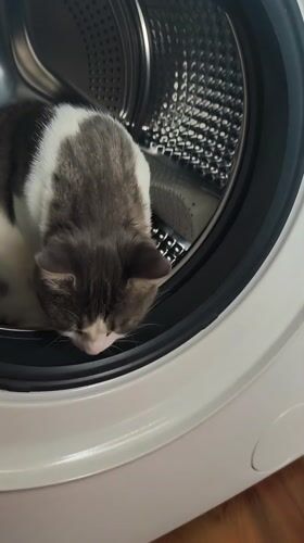 Cat found inside washing machine in Pomorie, Bulgaria