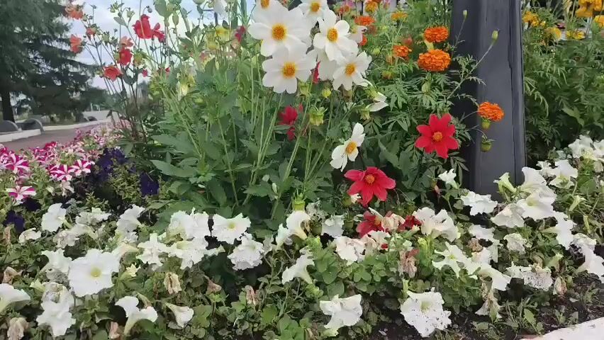 The video shows a close-up view of a vibrant flower bed overflowing with a variety of colorful blooms. The flowers are densely packed and extend from the foreground to the background, creating a rich tapestry of color. Dominant colors include white, red, orange, yellow, and pink. Several distinct flower types are visible, including large white and yellow-centered dahlias, smaller bright red dahlias, and clusters of pink and white petunias. The flowers are surrounded by lush green foliage. In the background, a paved walkway curves to the left, and a black lamppost stands to the right. Beyond the walkway and lamppost, there are hints of buildings and trees under a slightly overcast sky. The camera appears to be at ground level, looking slightly upwards at the flowers. The scene suggests a well-maintained garden or public floral display.