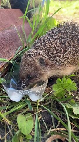 A hedgehog is eating from a cut plastic bottle that contains a white liquid. The hedgehog is in grass, and a rusty piece of metal is visible in the background.