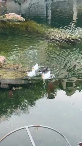 The video shows a body of water with four ducks swimming. Two of the ducks are white, one is black and white, and one appears to be white with orange feet. The ducks are in the middle of the frame, swimming from left to right. The water is green and murky, with some debris floating on the surface. There are rocks on the left side of the frame, and the reflection of trees and buildings can be seen in the water. The bottom of the frame shows a portion of a circular metal structure.