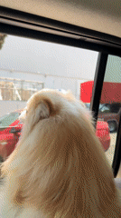 Man and dog travel through Mexican town
