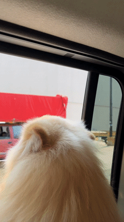Man and dog travel through Mexican town