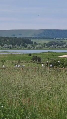 A serene landscape shot features a body of water in the middle distance, bordered by lush green reeds and grasses in the foreground. A weathered brown fence runs horizontally across the frame, supporting a gathering of white birds. Some birds perch on the fence, while others are situated on a weathered, octagonal umbrella structure with a beige fabric canopy. This structure stands behind the fence, partially obscured by foliage. Beyond the water, rolling hills covered in green trees and fields create a soft horizon under a pale blue sky with scattered clouds. The overall impression is one of a tranquil, natural environment.